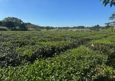 龍潭新生醫專旁休閒美農地
