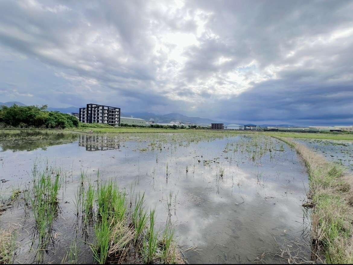 🐷永義小筑🐷1292超便宜農地-18棵大樹厝邊