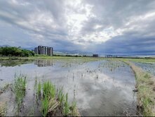 🐷永義小筑🐷1292超便宜農地-18棵大樹厝邊