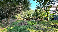 三空泉便宜農地香蕉園