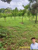 ❤️穎推❤️龍潭正高楊北路低總價一般農