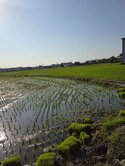 霧峰新埔段盡中投特定農業用地