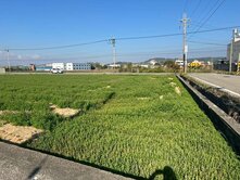 專賣 苗栗苑裡三面臨路漂亮方正農地免稅置產最佳首選