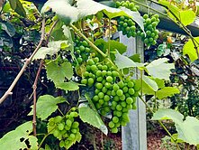 烏日稀有農地廠房釋出｜現成收租×自用置產一次到位