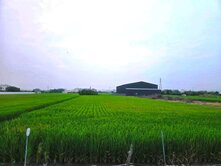 彰化土地-社頭1042坪大面寬美農地