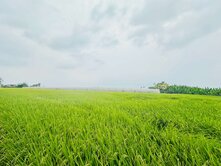 美濃大面寬方正優質農牧用地