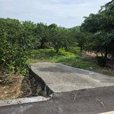 🏆古坑高林南909橙園✨️