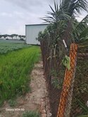 大寮漂亮都內果園農地