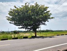 恆春金城武大道農地