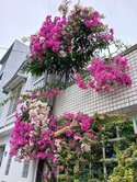 碧雲莊大地坪庭院別墅