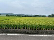 竹北臨路方正美農地