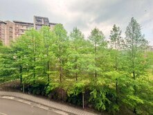 🌳落羽松景觀🌸敦南花園三房車🌞陽光運動公園