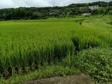 平鎮｜近復旦.都市計畫內農地