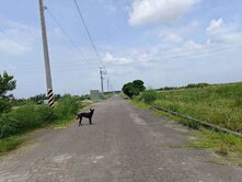 佳里區營頂2.6分農地