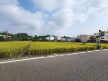 大肚區福山里美田