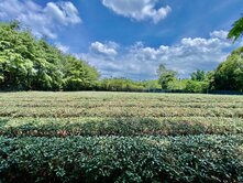鹿谷鄉中正路三段｜茶園景觀私人莊園