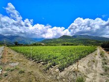 花蓮瑞穗鄉瑞穗段8.8分大面寬臨路農地