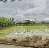 正楊湖路15米道路