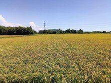 新屋社子470坪農地