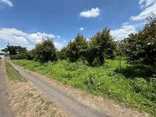 頭社6米路平坦果園農地6.