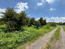 頭社6米路平坦果園農地7.