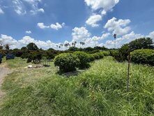 頭社6米路平坦果園農地10.