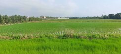 屋聊生活|大坡國小.富岡.瑞原.東明超優值美農地