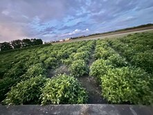 #專任#急售彰化溪州持分百坪臨路農牧用地