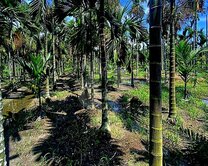 屏東農地-高腳屋都計農地