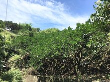 【南投名間近市區｜山坡保育區林地｜低總價入手輕鬆】