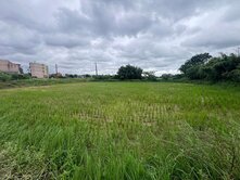 近台31農地🍥大楊梅胖胖