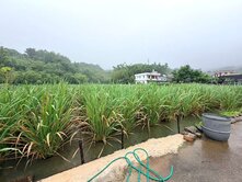 ✴️金山財神廟807坪農地-可建農舍✴️