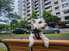💖獨家銷售~遠雄山晴美妝二房樹冠景觀席💖