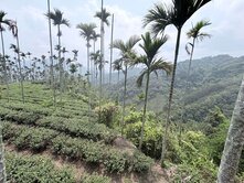 🌿阿里山太平雲梯旁｜買農地送林地｜現耕秘境土地