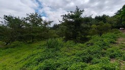 市價六折適觀光農場、養生村、飯店、渡假村已整地完成