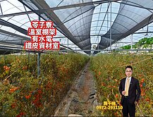將軍近苓子寮-有水電簡易鐵皮農舍溫室農地