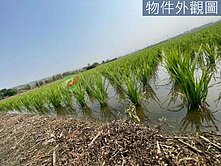 低總價免稅龍井都計內農地