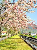 美濃寶雅 中山路一段 市區優質低價農地