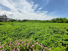 	雲林麥寮農地+鐵皮屋