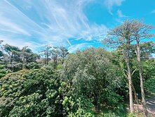 🔅花鄉別墅🔅林口超大坪數全新裝潢