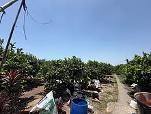 |屏東縣|枋寮大蓮霧大農地