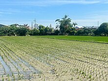 彰化馬鳴區段徵收旁農地~正臨8米路地主急售