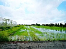 高雄市湖內區(都內農業區)