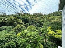 房市宜芸⛅C4戶★全新綠景★森大直
