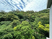 全新綠景山岳毛胚