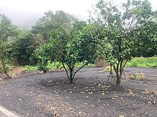 專約-石碇方正美農林地有水電及資材屋可使用