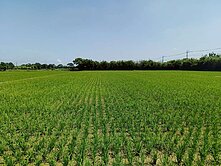 楊湖路三段441坪農地