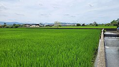 草屯近中投公路新豐節稅便利農地