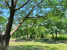 獨家-皮寮段-方正田542坪