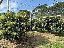 降價專任復盛公園旁平坦農地台中不動產仲介